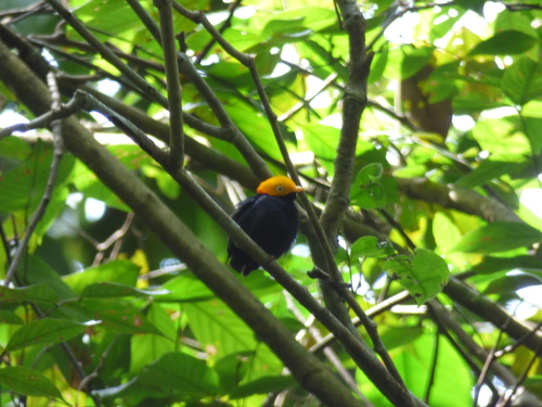 Golden-headed Manakin (Ceratopipra erythrocephala), photo 7