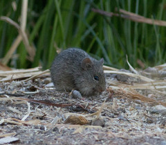 Sigmodon arizonae