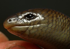Wakkerstroom Legless Skink photo 3