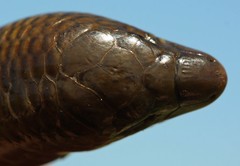 Wakkerstroom Legless Skink photo 4