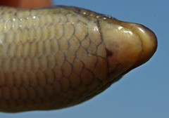 Wakkerstroom Legless Skink photo 5