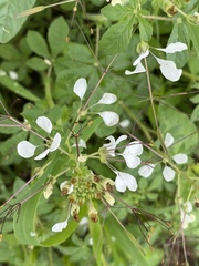 Cleome gynandra