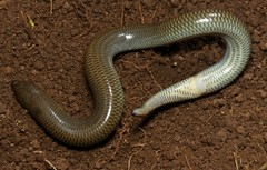 Wakkerstroom Legless Skink photo 2