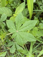 Cleome gynandra