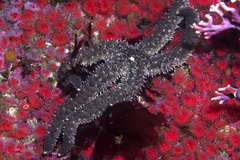 Stylasterias forreri