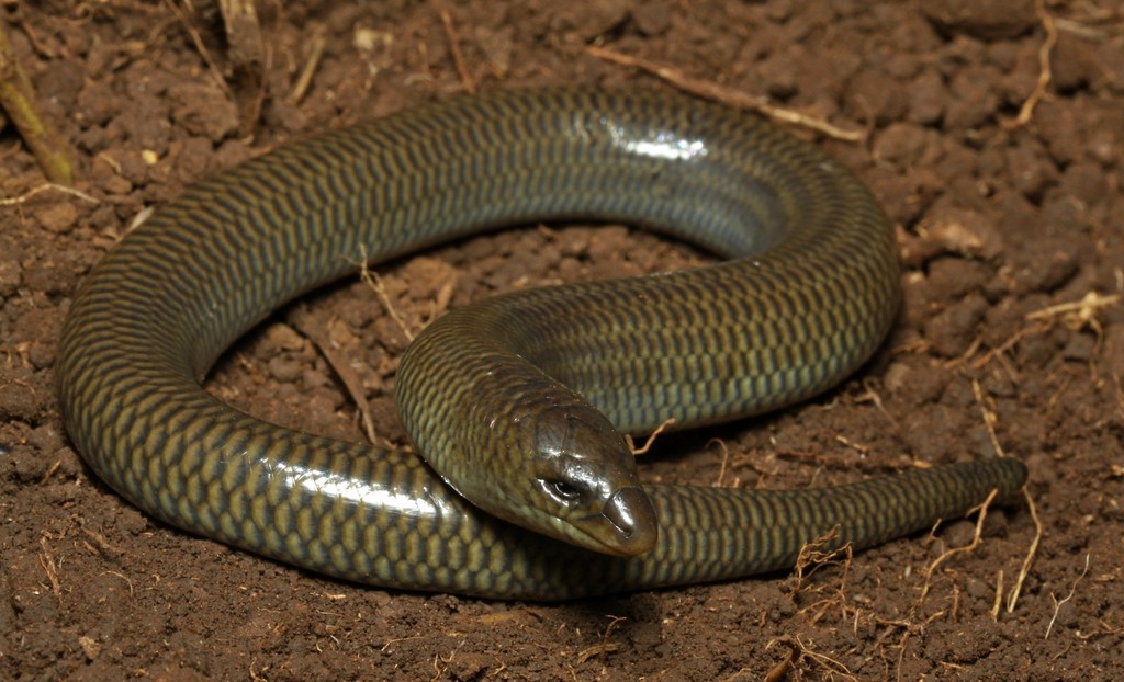Wakkerstroom Legless Skink