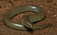 Wakkerstroom Legless Skink photo 1