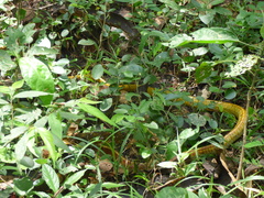 Chironius spixii