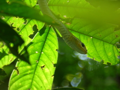 Chironius spixii