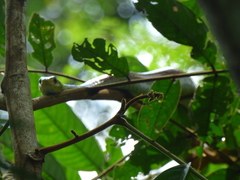 Chironius spixii