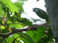 Chironius spixii