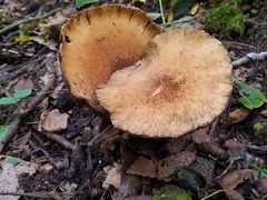 Lacrymaria echiniceps