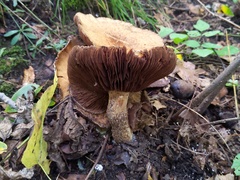 Lacrymaria echiniceps