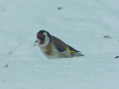 Carduelis carduelis