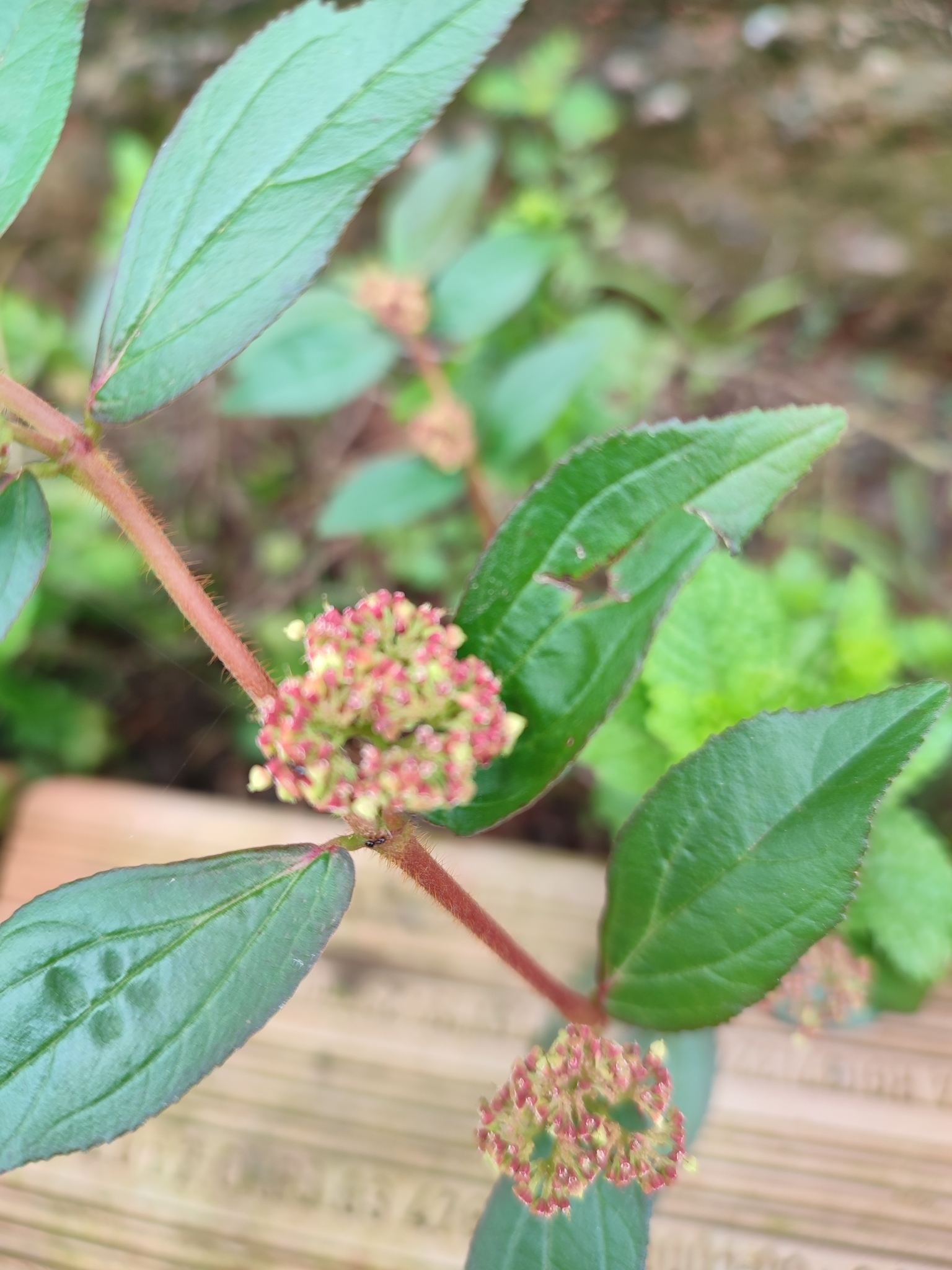 Euphorbia hirta