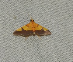 Endocrossis flavibasalis