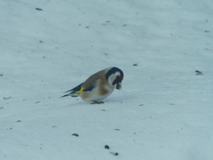 Carduelis carduelis