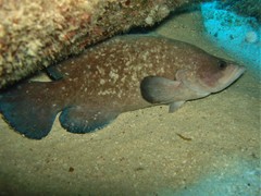 Rypticus saponaceus