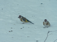 Carduelis carduelis