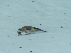Carduelis carduelis