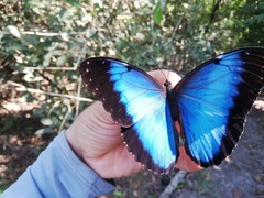 Morpho helenor ululina