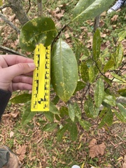 Magnolia grandiflora