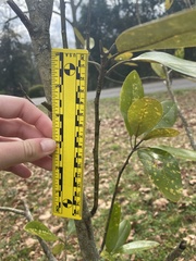 Magnolia grandiflora