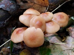 Marasmius cohaerens lachnophyllus