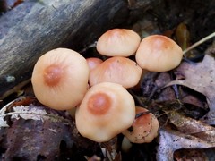 Marasmius cohaerens lachnophyllus