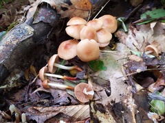 Marasmius cohaerens lachnophyllus