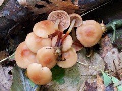 Marasmius cohaerens lachnophyllus