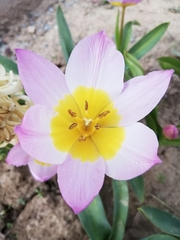 Tulipa saxatilis