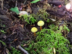 Hygrocybe parvula