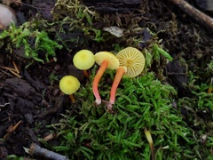 Hygrocybe parvula