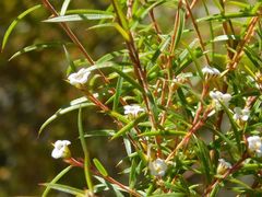 Coleonema calycinum