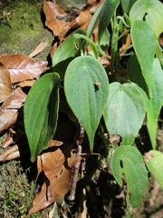 Peperomia amphitricha