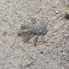 Parafronurus youi