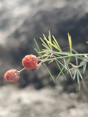 Asparagus umbellatus image