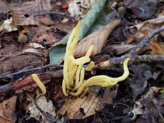 Clavaria amoenoides