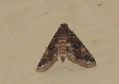 Elophila difflualis