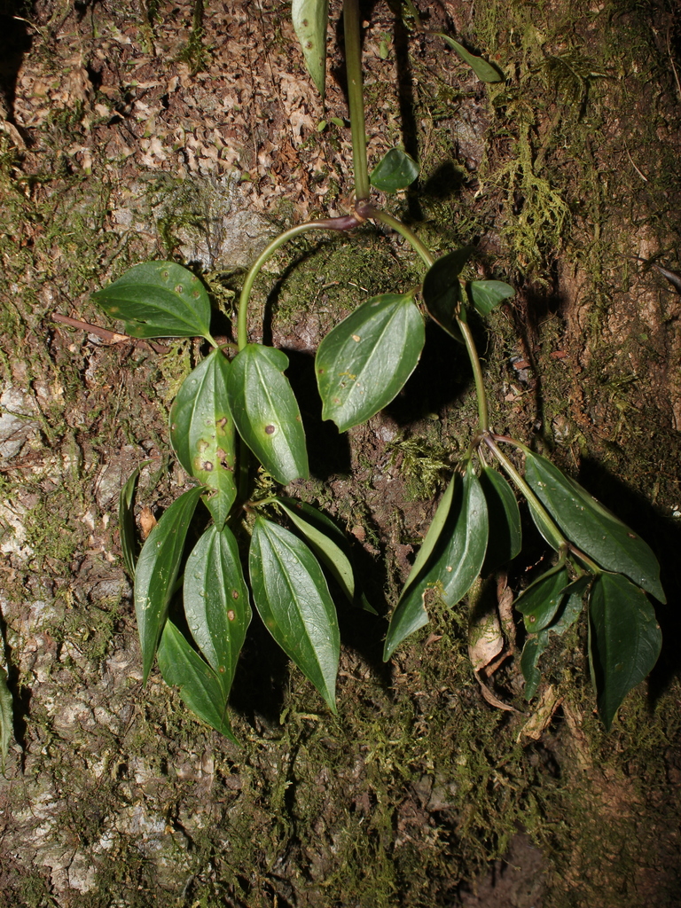 Peperomia rhexiifolia
