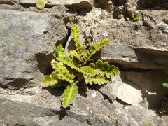 Asplenium ceterach ceterach