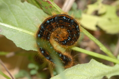 Malacosoma franconicum
