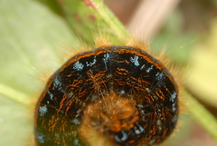 Malacosoma franconicum