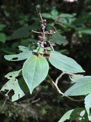 Miconia pittieri