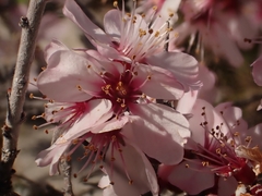 Prunus webbii