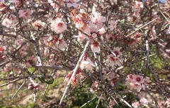 Prunus webbii