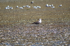 Larus dominicanus