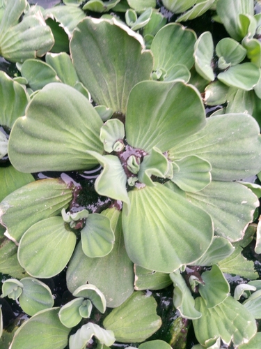 Pistia stratiotes image