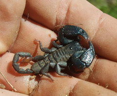 Opisthacanthus